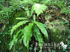 Phyllitis scolopendrium